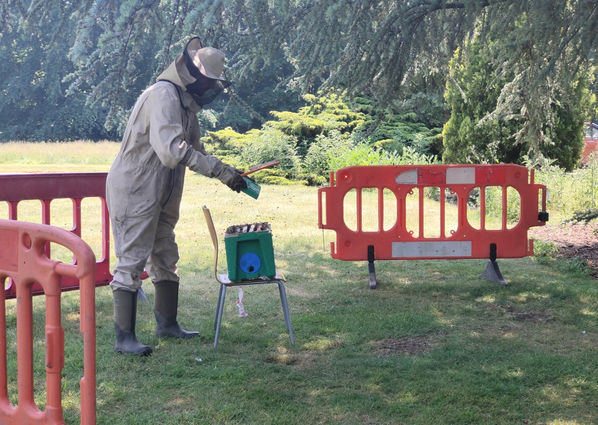 AskhamBryan's tweet photo. Excitement on campus! Yesterday, a swarm of bees moved from inside a wall on our main building and swarmed to a tree near reception- a local bee keeper removed them from the tree for transportation to a hive 🍯 🐝
#askhambryancollege #bees #beehive #beenest #landbased https://t.co/37HAfeU94X