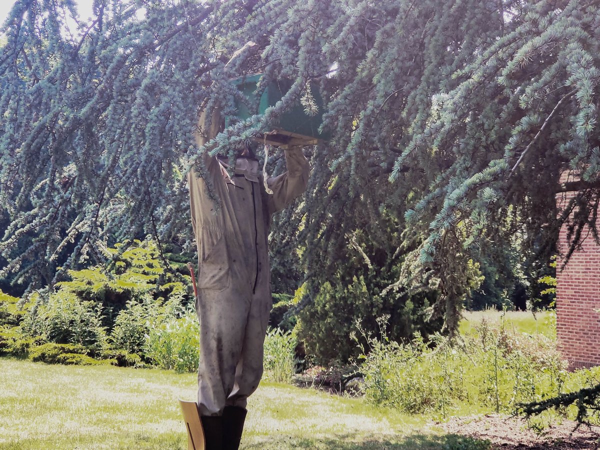 AskhamBryan's tweet photo. Excitement on campus! Yesterday, a swarm of bees moved from inside a wall on our main building and swarmed to a tree near reception- a local bee keeper removed them from the tree for transportation to a hive 🍯 🐝
#askhambryancollege #bees #beehive #beenest #landbased https://t.co/37HAfeU94X
