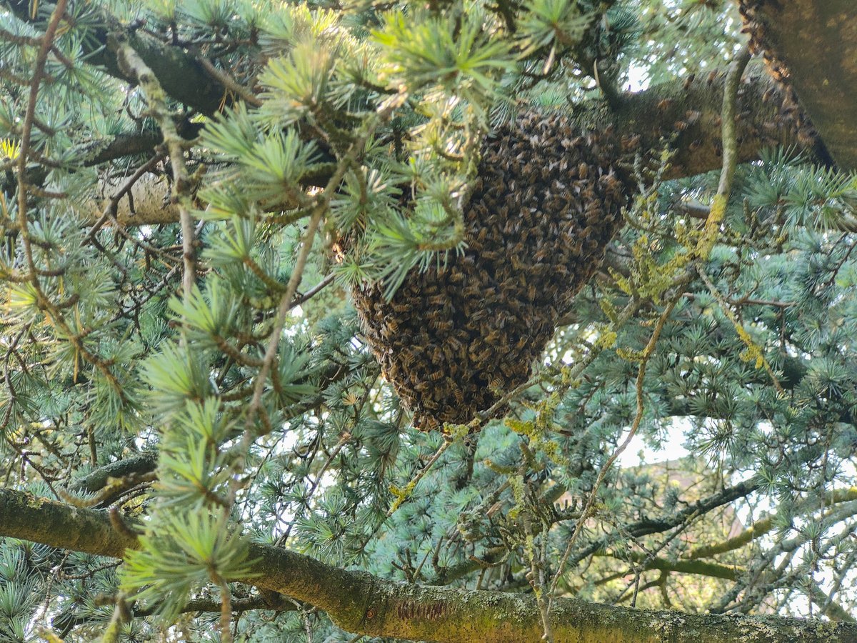 AskhamBryan's tweet photo. Excitement on campus! Yesterday, a swarm of bees moved from inside a wall on our main building and swarmed to a tree near reception- a local bee keeper removed them from the tree for transportation to a hive 🍯 🐝
#askhambryancollege #bees #beehive #beenest #landbased https://t.co/37HAfeU94X