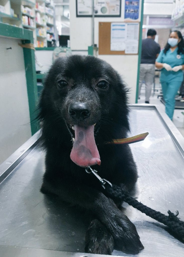WagashiTrash's tweet photo. Zorro the doggo visited the vet cuz of infection and fever (⁠╥⁠﹏⁠╥⁠)
Our lives are already shit and you get sick (⁠╥⁠﹏⁠╥⁠) I don't wanna do this anymore https://t.co/bISZdlmWaU