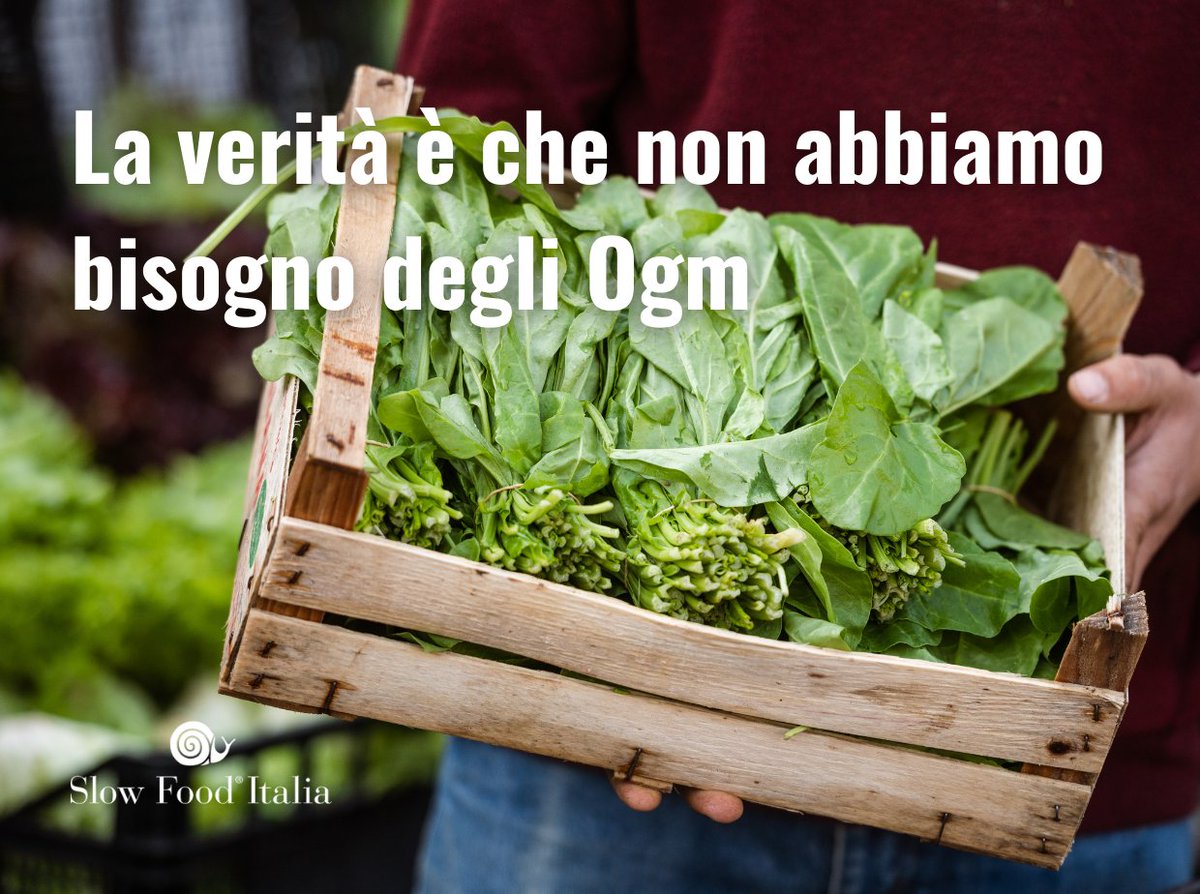 Il Parlamento italiano ha aperto alla sperimentazione in campo dei #nuoviOgm. 

Pensiamo di poter modificare la natura a nostro piacimento, invece è lei a offrirci soluzioni.

Non abbiamo bisogno degli Ogm, ma della #transizioneagroecologica, ecco perché: bit.ly/gliOgmnonservo…