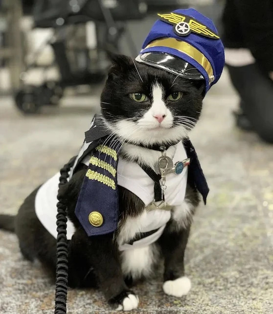 🇺🇸🐈 INSOLITE | L’aéroport de San Francisco a accueilli ce #chat comme nouvel 'employé' dans leur brigade animalière qui rassure les voyageurs anxieux avant leur vol.