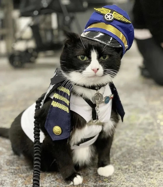 CerfiaFR's tweet image. 🇺🇸🐈 INSOLITE | L’aéroport de San Francisco a accueilli ce #chat comme nouvel "employé" dans leur brigade animalière qui rassure les voyageurs anxieux avant leur vol.