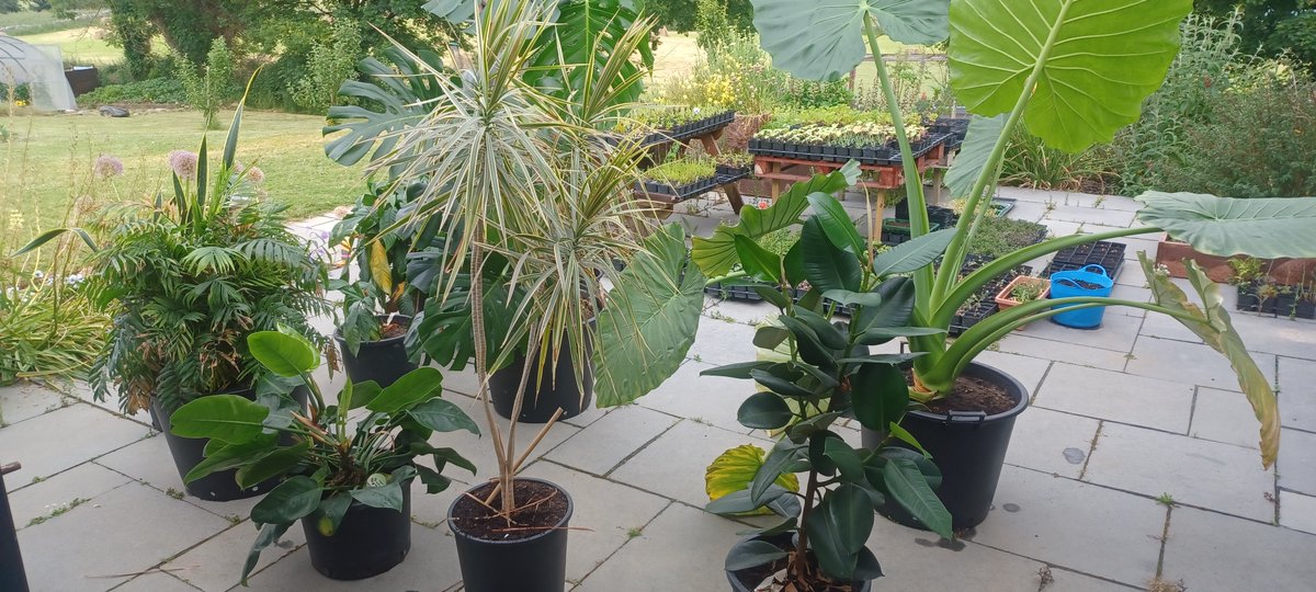 When the weather gets warm and rain is due I like to leave the houseplants outside for a couple of days. It washes the dust off them, gets rid of any mites and generally helps give the plants a little boost. Just make sure it's warm enough at night for them to stay out...