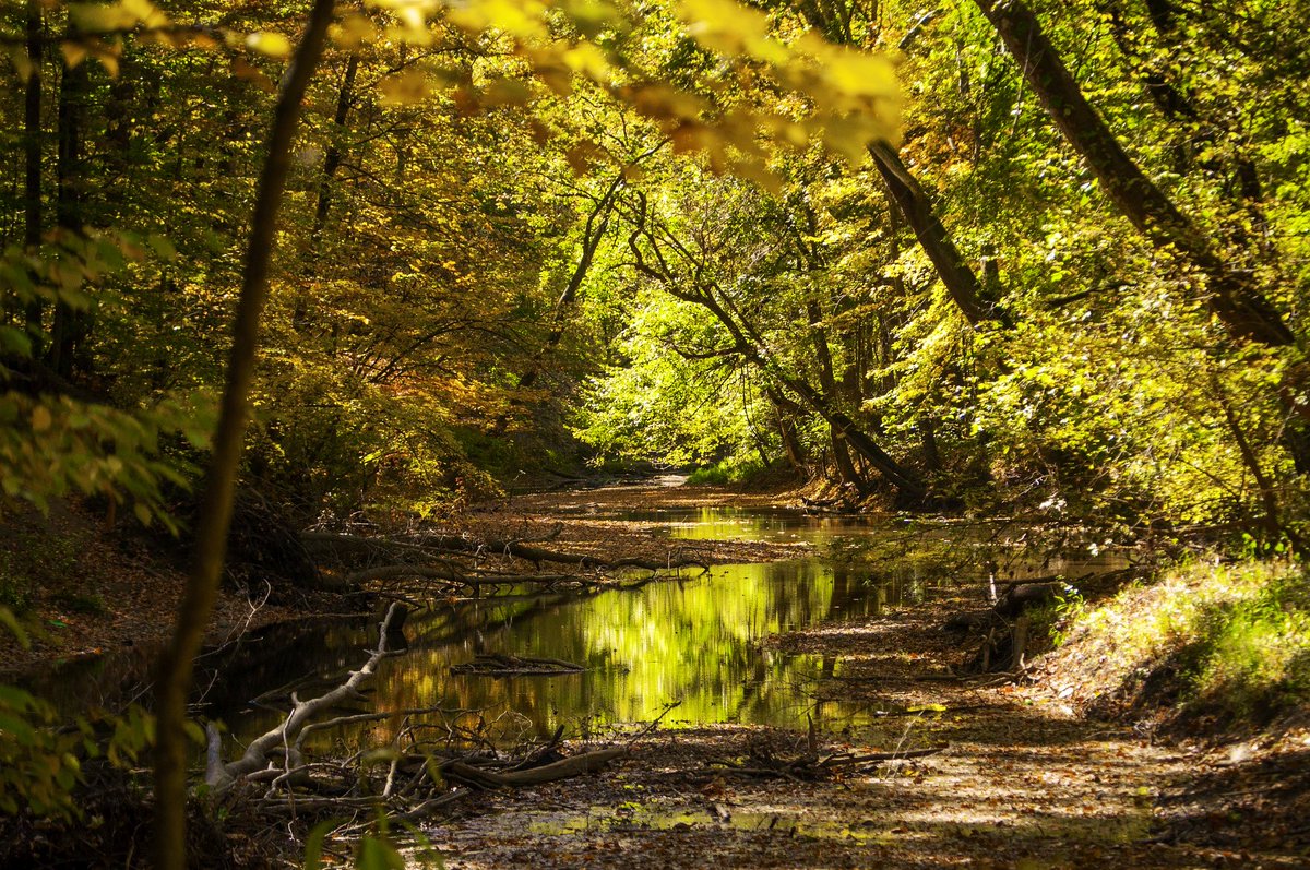 NEMOPHILY is the love of being in the woods.