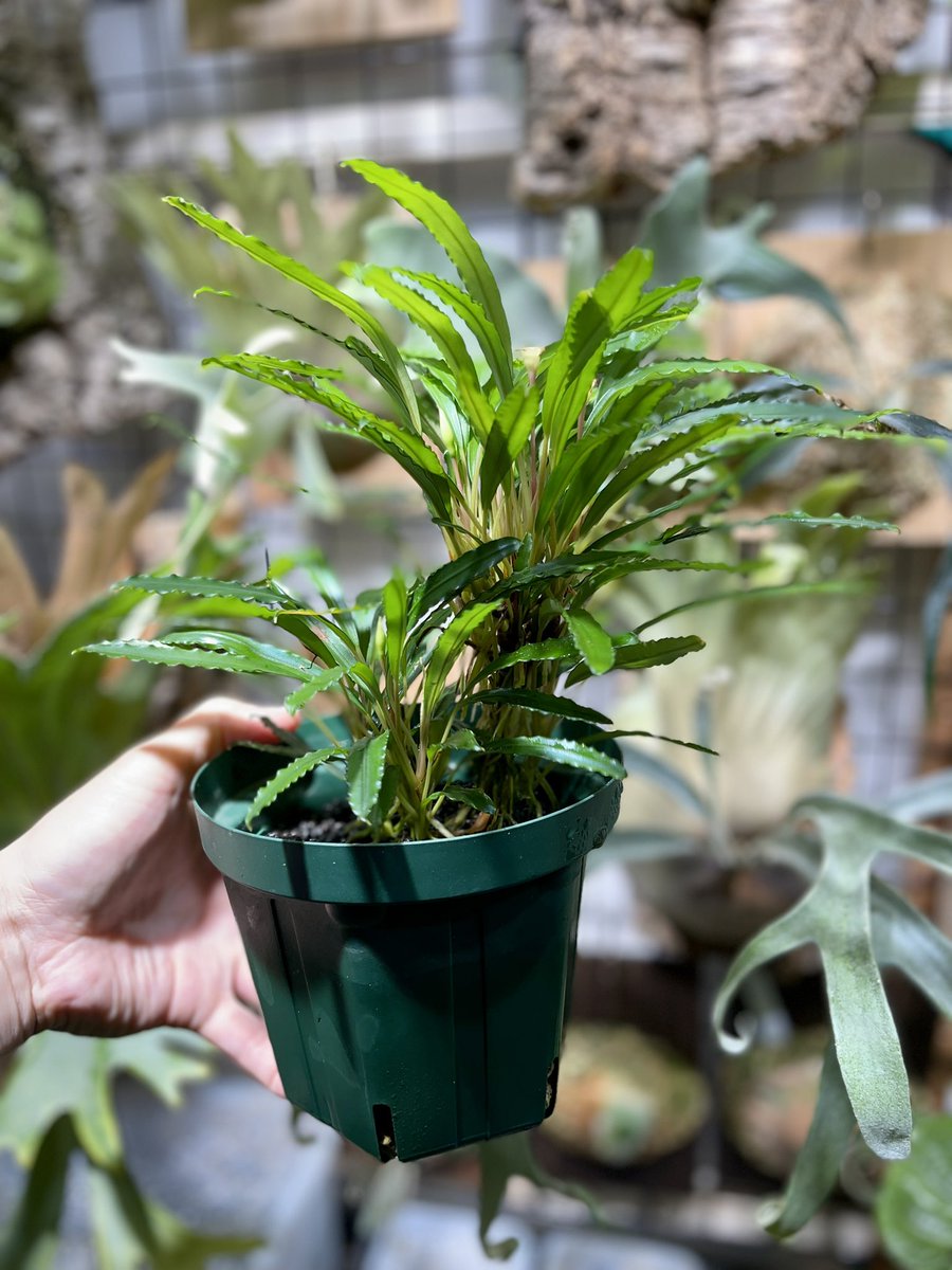 you55824654's tweet photo. 放置飼育…
解体するのも億劫です😅
#Bucephalandra https://t.co/YvSHKWZus4