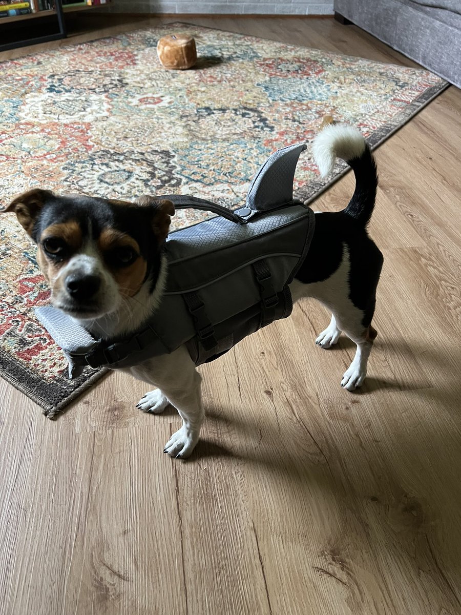 TattooedDaughtr's tweet photo. Working on getting his pic on the kayak with us but also far , Captain lives up to his name and love being Captain of the kayak๐๐he is one adventurous little guy in his shark life jacket.
#dogsofTwitter #esadog #dogs https://t.co/Drk7wI2oTA