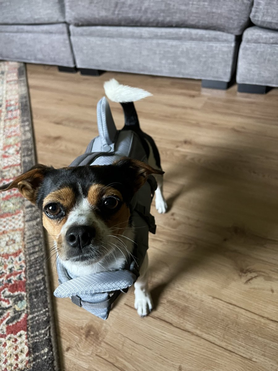 TattooedDaughtr's tweet photo. Working on getting his pic on the kayak with us but also far , Captain lives up to his name and love being Captain of the kayak๐๐he is one adventurous little guy in his shark life jacket.
#dogsofTwitter #esadog #dogs https://t.co/Drk7wI2oTA