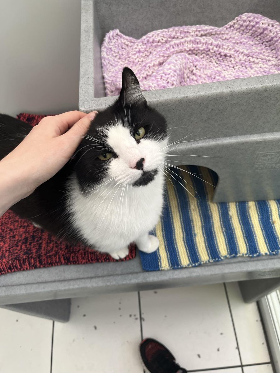 Yorkshire Cat Rescue tweet media