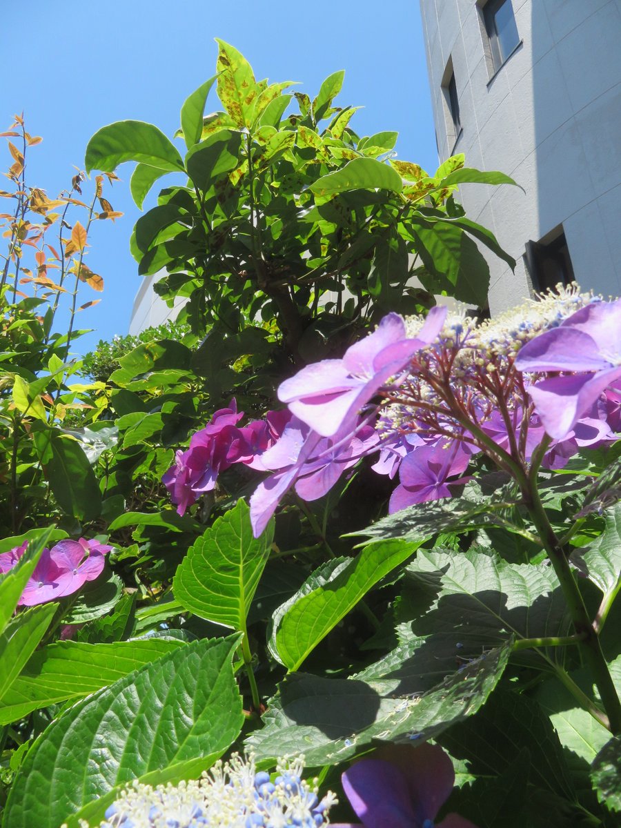 principal1804's tweet photo. @yutiyuti223 こんばんは！お疲れさまでした。ありがとうございます。こちらこそです。今日は見事な梅雨の中休み、快晴＆真夏日の一日でした。でも日射しがあると��が本当にきれいでした。どうぞ今夜もよい夜を！😄 https://t.co/FoQqXuomn7