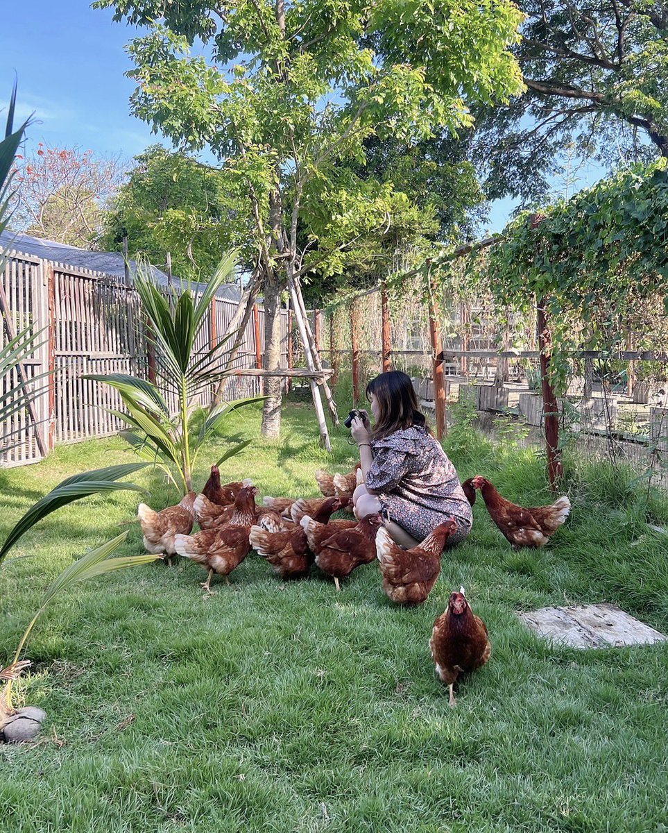 Thonburian-ธนบุเรี่ยน tweet media