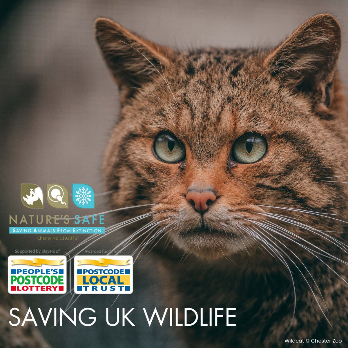 natures_safe's tweet photo. The Postcode Local Trust, a grant-giving charity enabled by players of People’s Postcode Lottery, recently awarded us with funds to be used to help save British wildlife.

Read more about our plans to cryopreserve UK native wildlife here https://t.co/vwuL502Vs0

#cryoconservation https://t.co/RC3llScs43