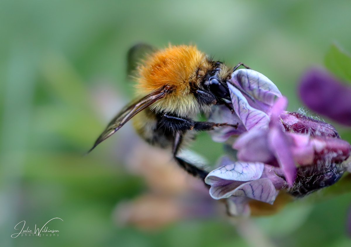 jwilkinsonpix's tweet photo. Gotta love the bees! 🐝❤️
#bee #bees #macrophotography #NaturePhotography #TwitterNaturePhotography #TwitterNatureCommunity #BBCSpringwatch #BBCWildlifePOTD #rspb_love_nature https://t.co/zWHmlwypLC