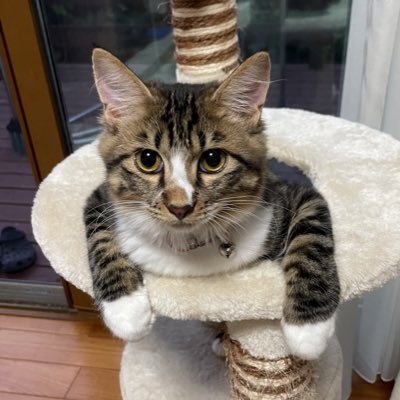 #新しいプロフィール画像