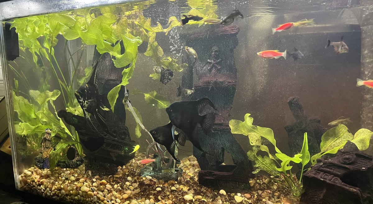 Olcracker's tweet photo. Mornin
#aquarium #fishtank #fish #tropicalfishhobbiest https://t.co/mVxpXsgdAT