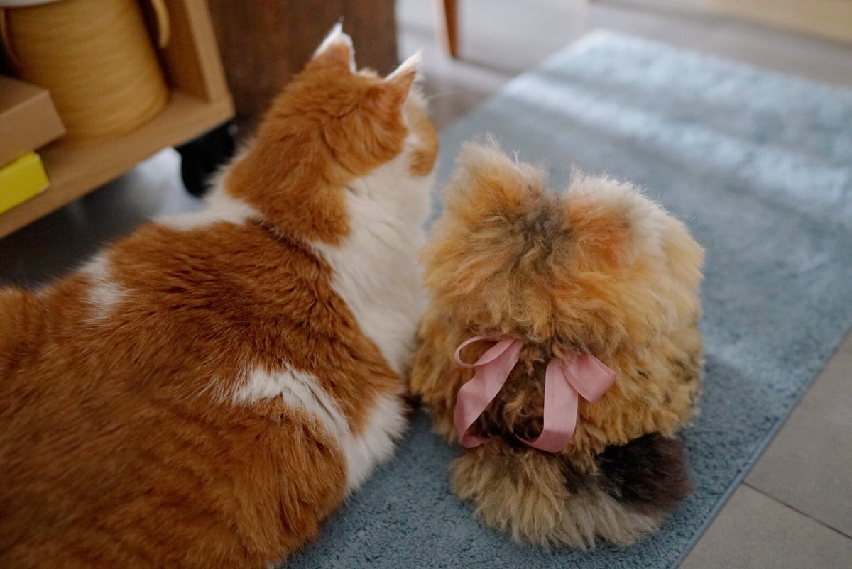 molamolasola's tweet photo. 猫の後ろ姿

#独角森林士多 #unimori #molamoladoll #cat #寵物訂製 #kitty #猫　#ぬいぐるみ　#ハンドメイド #stuffed #stuffedanimals https://t.co/JVc1Fjx1XY