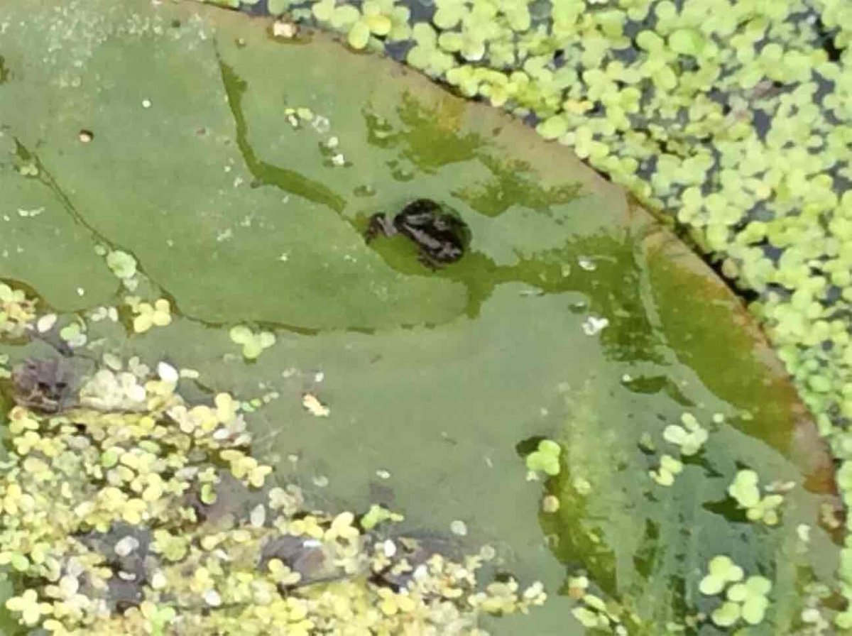 When our Nursery children came back after half term, they discovered that the tadpoles in their observation tank had grown their legs! The little froglets are very cute, but it's time to put them back in the pond in Teddy’s Garden.  We are so enjoying learning about lifecycles.