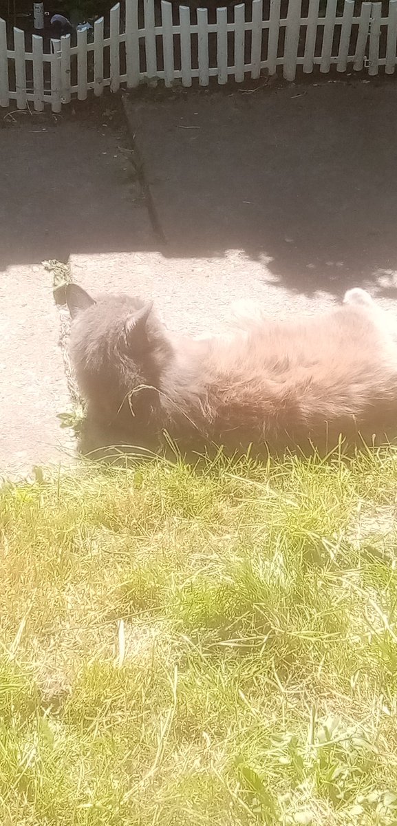NekkyTTV's tweet photo. He's having a lovely sunbathe, i wonder what he's thinking about. https://t.co/cFlk1Kew1l