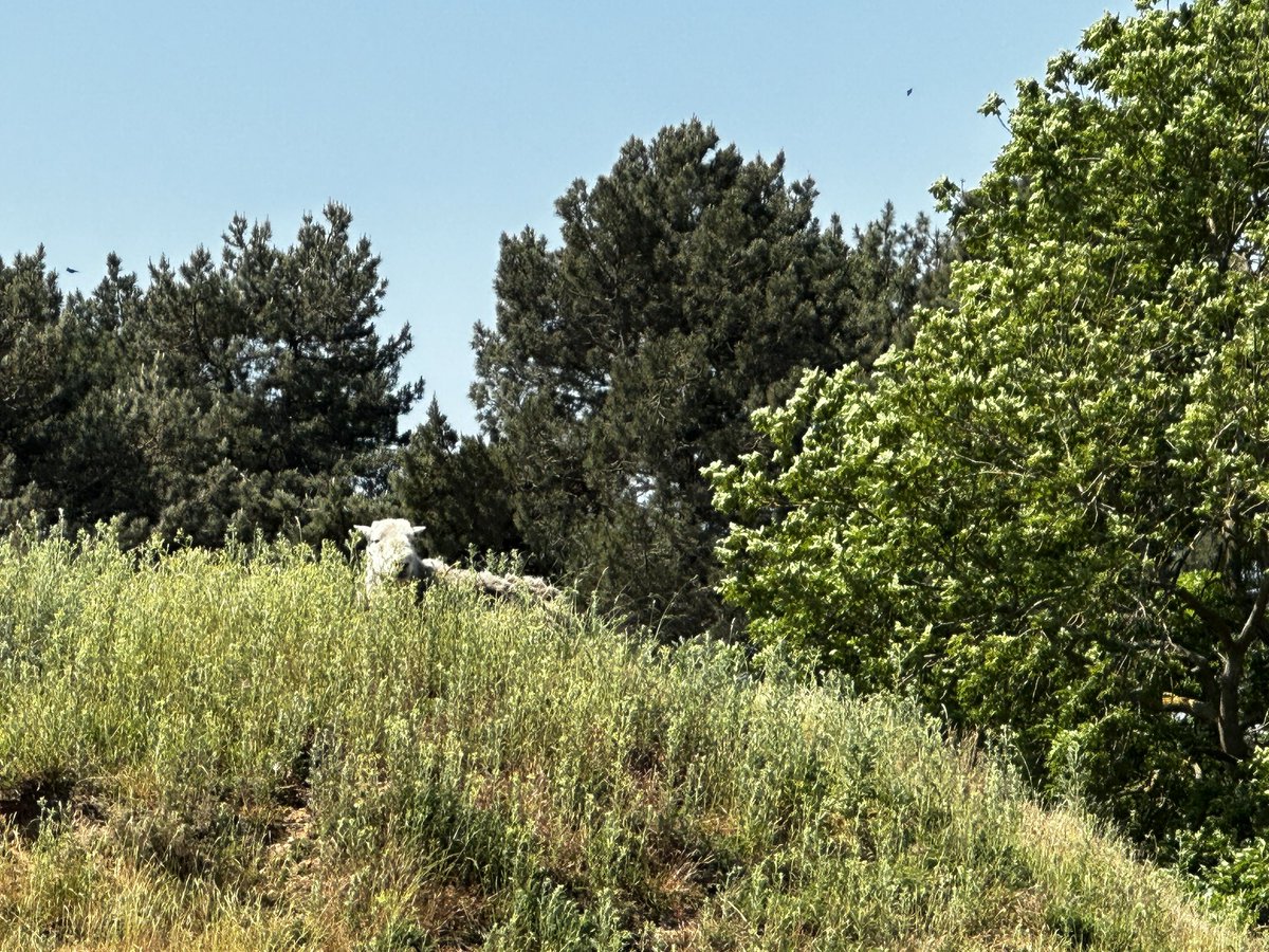 Sheep atop the ship burial #SuttonHoo