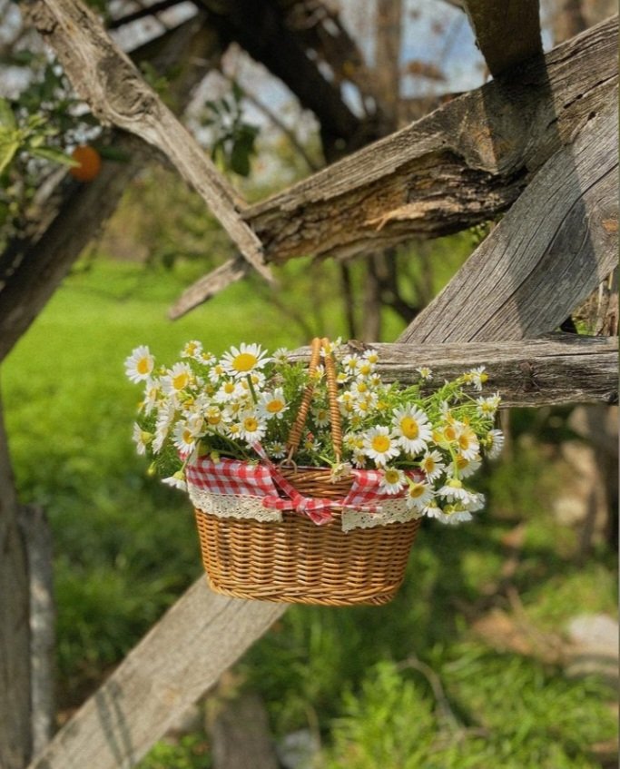 📷🌼 

#cicek #doğa #kadrajimdan