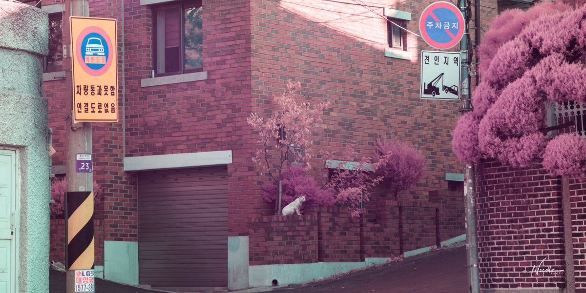 gm #294 / 365

"Looks like he has purr-sonality"