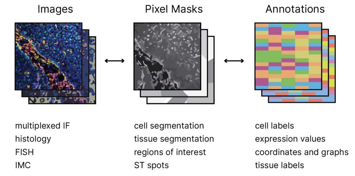 Spatial biology datasets are multimodal - containing images, masks, ROIs, matrix data and annotations - and multiscale, spanning various spatial resolutions. This can make it challenging to analyze spatial data in a unified way. #Bioinformatics
