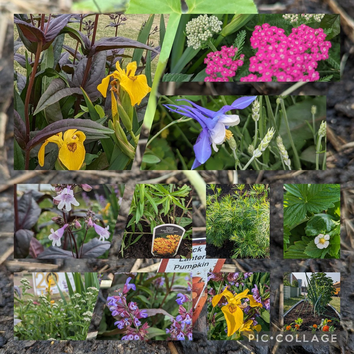 This week in the garden @Cooksvilleps 
We have new blooms popping. We've seen some 🪲aphids🪲 so we hope the🐞ladybugs🐞are on their way. New to the garden - Asclepias tuberosa - butterfly milkweed-  orange🏵️to fill out our 🌈 🦋🐝🐜 menu
 @PeelEML  @EcoSchoolsCAN @PDSB_eco