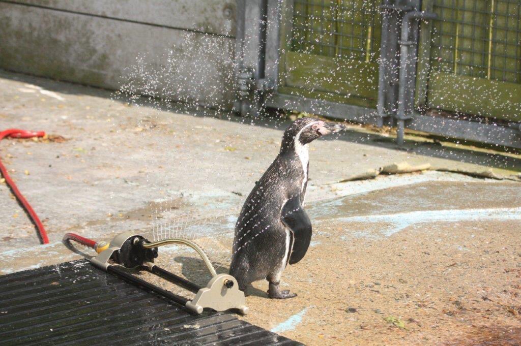 It’s a bit hot for the penguins when they get out of the pool so their keepers have set up sprinklers. Much appreciated as you can see