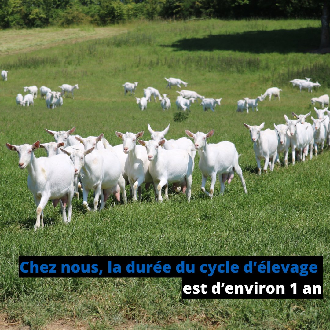 Chez nous, la durée du cycle d’élevage est d’environ 1 an, avec des activités presque mensuelles. Je commence en octobre en mettant les boucs à la reproduction des chevrettes (les femelles qui n’ont pas encore eu de chevreau). #agribretagne