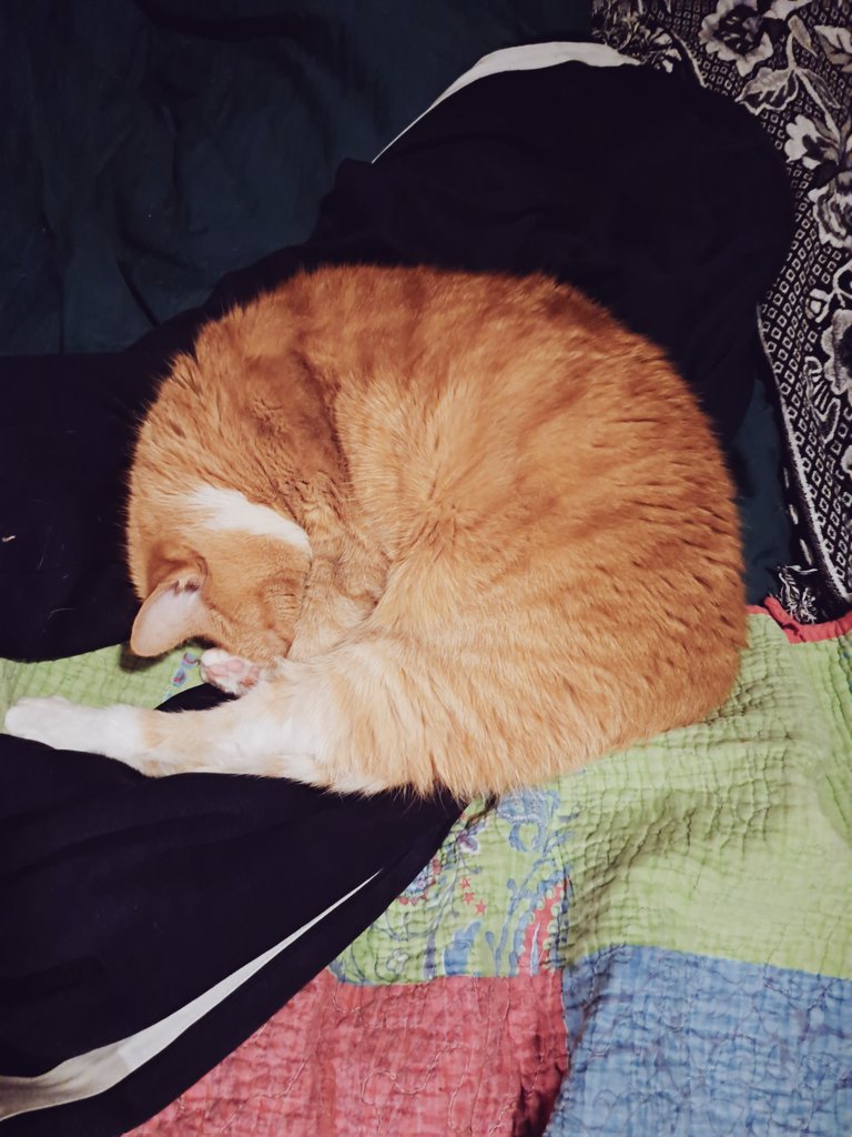 LMKM89's tweet photo. Look, some cat-yoga with Suzy https://t.co/pOR4MnKfzd