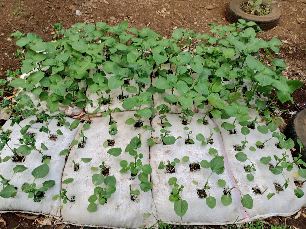 EagleWingsOrg's tweet photo. Our first #managu(black nightshade) harvest despite the limited space,thanks to smart farming. We're excited to see our continued output @IFAD @IFADEastAfrica @giz_gmbh @IFC_org @GlobalFund @GlobalFundWomen https://t.co/QeXSYW5wel