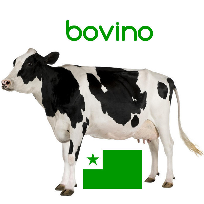Bovino #Esperanto #Vortoj