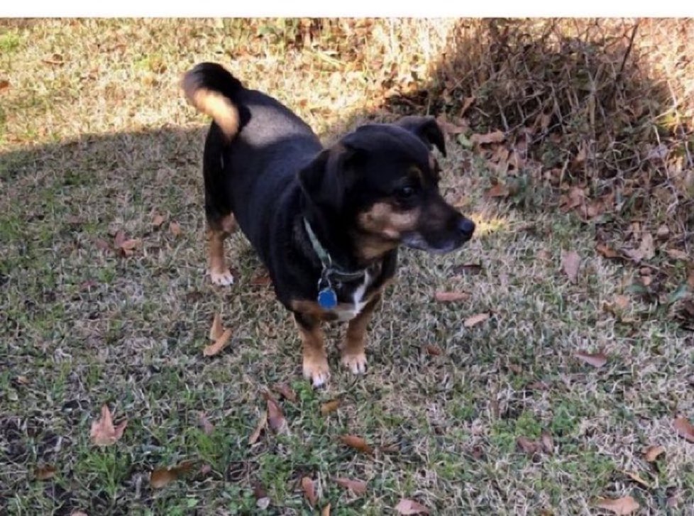 PLEASE HELP and SHARE!

Dog STOLEN in @MobileAlabama 

Dachshund mixed. 
Wt: 34 lbs
Color: mostly black, white, brown & a lil grey.

Please contact @AlabamaBlue22 or me. 

Thank you! 💋💋💋🌬

#LostDog #helpinghands #TikTokviral #tiktokvideo #AnimalsMatter 🐾💗