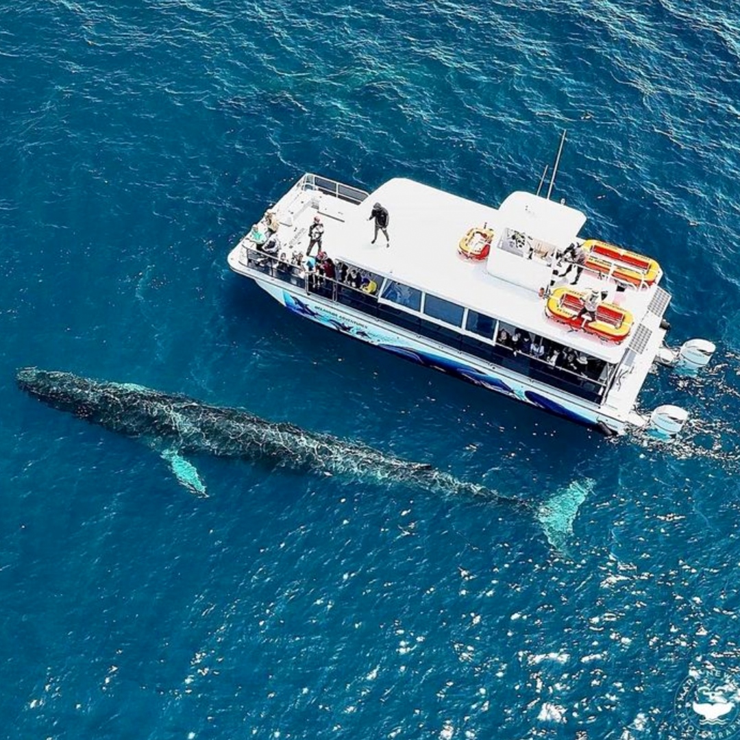 Looking for something fun to do?

Head to the Oceanside Harbor to board Oceanside Adventures' 50-foot catamaran vessel and be on the lookout for whales, dolphins, and mola mola!