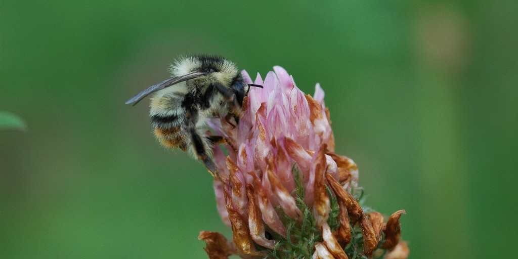 Invitation to Tender: Specialist bumblebee surveys  (South Pembrokeshire)

As part of our work to protect the Shrill carder bee we require a specialist fieldworker to carry out targeted surveys 🐝

Full details 👉 ow.ly/KhKR50OHKHu

📅 27 June

<a href="/BuzzingShrill/">Shrill Carder Bee</a> <a href="/BuzzingWales/">BBCT Wales</a>