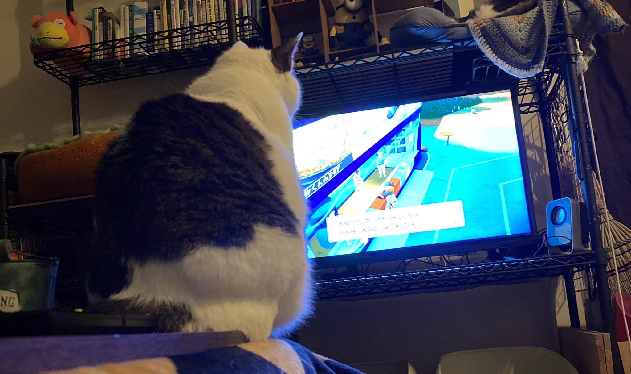 @yajima_en うちの猫もテレビめっちゃ見る。
家帰ってテレビついてても踏んでつけたんだろーなーくらいにしか思わなかったけど、うちの子も中身オジなのかもしれない 
