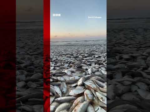 MasterblogBo's tweet image. #websuggestion #italy #notizie #flash Thousands of dead fish wash up on Texas coast. #Shorts #Texas #Fish #BBCNews - websuggestion.it/thousands-of-d…