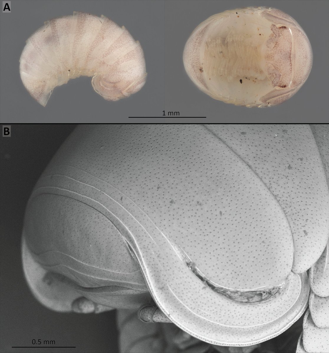 CaterinoLab's tweet photo. Pleased to present Nearctomeris smoky, a new species of pill millipede from the Great Smoky Mountains. This paper was led by my fabulous postdoc Ernesto Recuero (proving, for better or worse, that it's not ALL beetles all the time in the Caterino Lab!)
https://t.co/rABl5NfKIa https://t.co/E83aHuAt6f