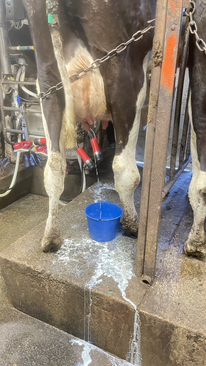 Trenance Dairy tweet media