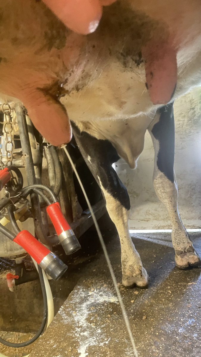 Trenance Dairy tweet media