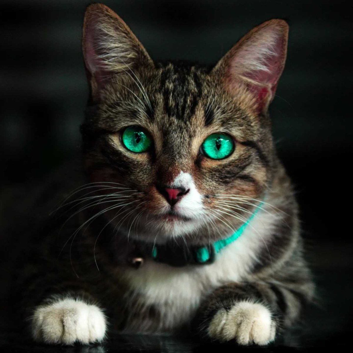 What a beautiful eyes 😍 💚 
#animals #pet #cat #kittenlife #kitten #animalslover #catsofinstagram #ilovecats #catlife #kittensofinstagram #catsrule #catoftheday #instacat #catsofworld #catphotography #cutecats #blackcatsofinstagram