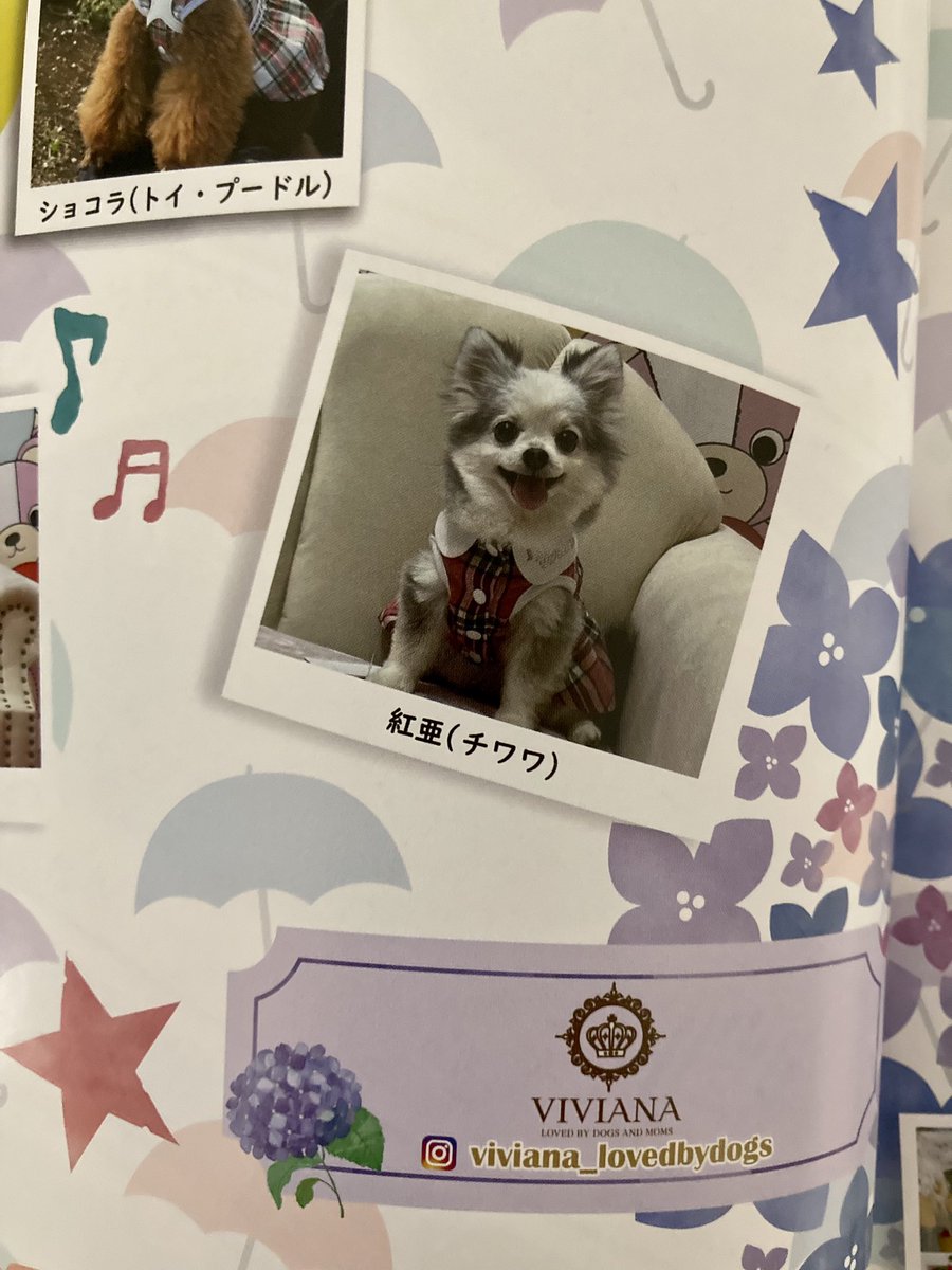 haruka_shinjo's tweet photo. 紅亜雑誌に載りました🤭
ワンちゃん🐶のラグジュアリーファッション雑誌 ＃CUUN (こんな煌びやかな洋服縁がないので知らなかった😮
インターペットで購入した ＃VIVIAN さんのページです♪
お気に入りの写真なので嬉しい☺️可愛い😍 https://t.co/sqPNIsvFME