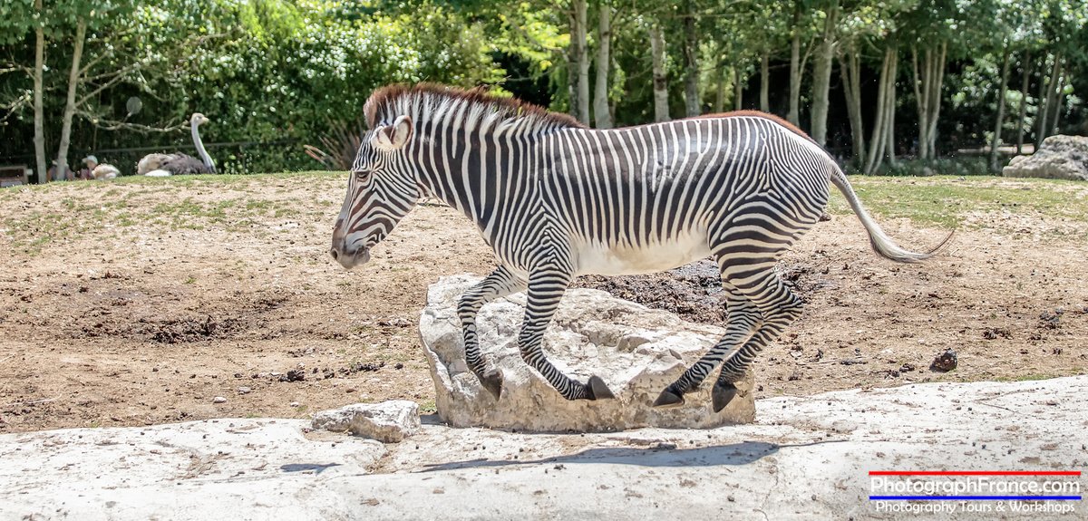 🇫🇷 Suivez-nous pour voir plus d'images du Val de Loire.
🇬🇧 Follow us to see more images from the Loire Valley.

#Photography #wildlifephotography #wednesdayvibes #攝影 #写真 #Amboise #Touraine #IndreetLoire #Loire #LoireValley #ValdeLoire #France #FranceMagique