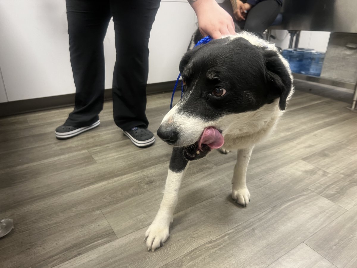WashoeSheriff's tweet photo. Now that vaccination records are complete, Mikey and his human are one step closer to securing housing options offered by our community.
#HOPETeam #compassion #support #ProudSheriff https://t.co/qXWfCIHwV4