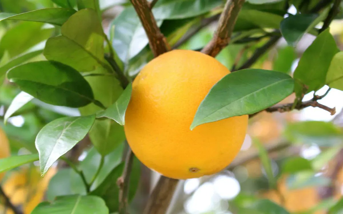 RESIDUE EXEMPT. All Neudorff slug and snail baits are MRL exempt with a zero PHI and no limitations on retreatment intervals or applications per season—and broad label for easier exports. Use Sluggo®, Ferroxx® or Ferroxx®AQ for strong control. buff.ly/3qx1Caw.