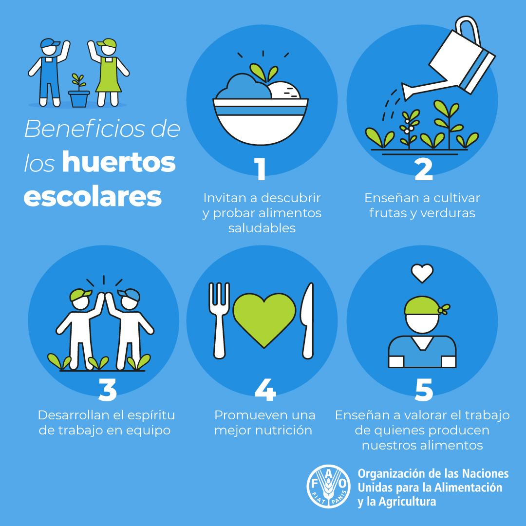 Los huertos escolares tienen múltiples beneficios para los niños y niñas 👧👦

Ayudan a:

❤️Desarrollar habilidades para la vida

🍏Fomentar una mejor nutrición
 
🌏Aumentar la conciencia medioambiental

💪Cultivar el respeto por los alimentos y quiénes los producen