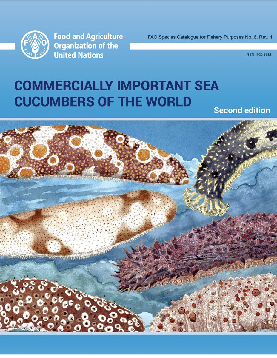 “Commercially important sea cucumbers of the world, 2nd Edition" has been published online. This book provides identification information on 84 species of sea cucumbers commonly exploited around the world.  fao.org/documents/card…