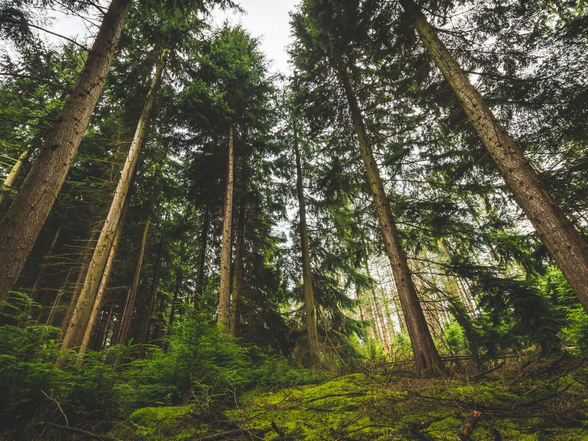 EFIFoundation's tweet photo. The EFI Foundation is back with an upcoming report and event for the culmination of EFI’s project: “Bioenergy with Carbon Capture and Storage: Sowing the Seeds of a Negative-Carbon Future.” Here is a review of the study so far:  
🧵(1/10) https://t.co/S96j1Bijsj