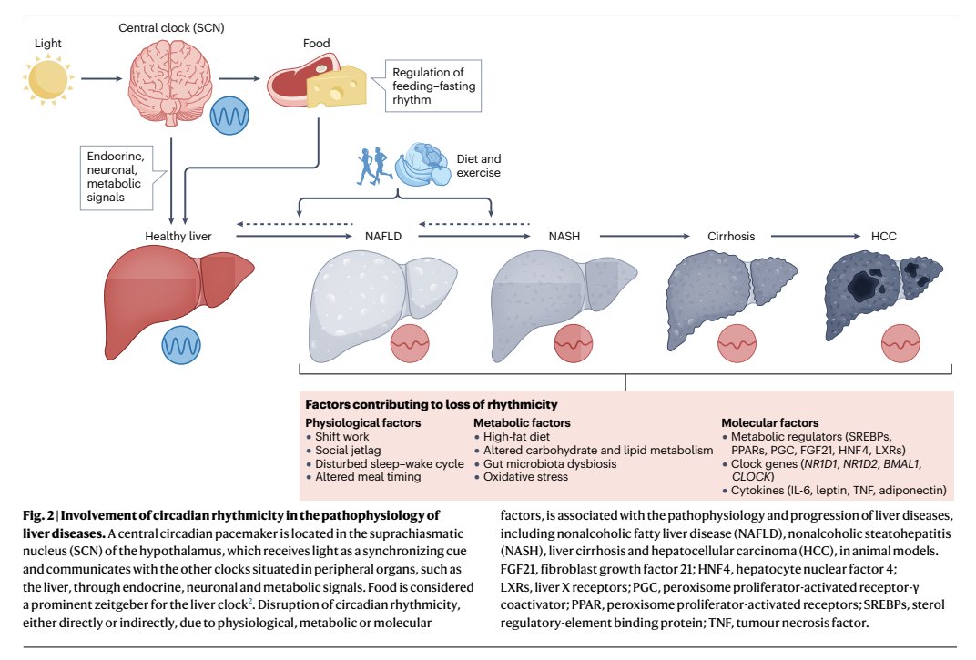 Henry E. Chang (@henryechang) on Twitter photo Circadian regulation of liver function: from molecular mechanisms to disease pathophysiology→jmp.sh/dUXUOMw5 @NityanandBolsh2 <a href="/lab_asher/">Gad Asher Lab</a> <a href="/NatRevGastroHep/">Nature Reviews Gastroenterology & Hepatology</a> #NAFLD #NASH #circadian #livertwitter #medtwitter Circadian regulation of liver function: from molecular mechanisms to disease pathophysiology→jmp.sh/dUXUOMw5 @NityanandBolsh2 <a href="/lab_asher/">Gad Asher Lab</a> <a href="/NatRevGastroHep/">Nature Reviews Gastroenterology & Hepatology</a> #NAFLD #NASH #circadian #livertwitter #medtwitter
