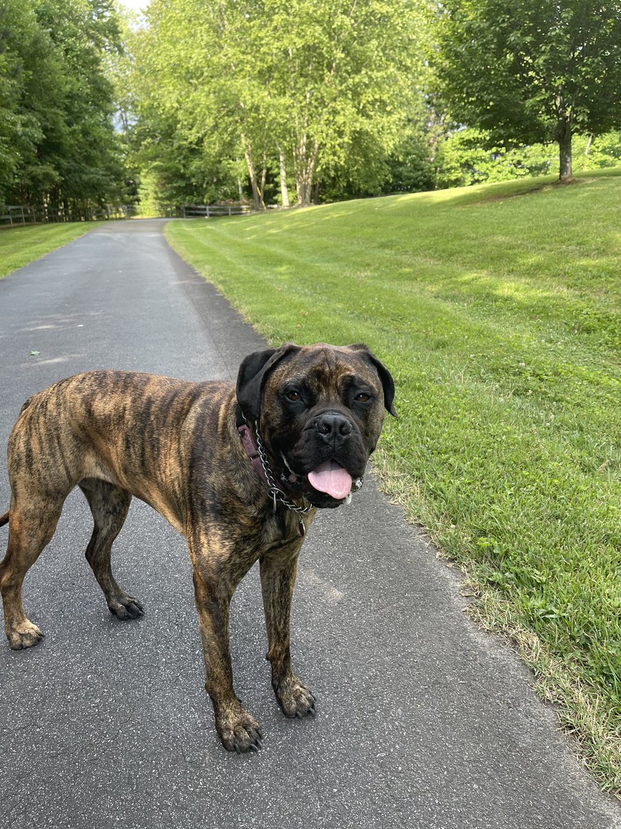 LouisLlpbowen's tweet image. Happy #TongueOutTuesday from Mocha and Coco. Have a nice day.